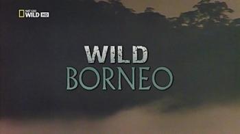 Дикий Борнео / NAT GEO WILD. Wild Borneo DUB