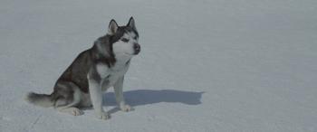 Белый плен / Eight Below DUB