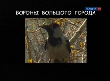 Страна птиц. Вороны большого города (4 фильма из 4)