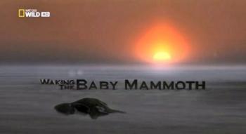 National Geographic: Мамонтёнок: Застывший во времени / National Geographic: Waking the Baby Mammoth VO