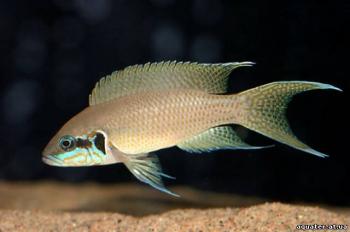 Мир цихлид/THE WORLD OF CICHLIDS CD