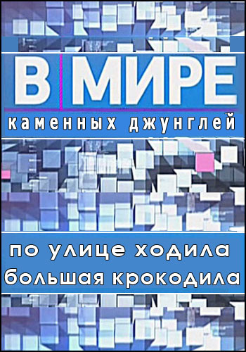 В мире каменных джунглей