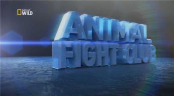 Бойцовский клуб для животных: Койоты, крабы, орлы / National Geographic: Animal Fight Night: Coyotes, Crabs, Eagles DUB