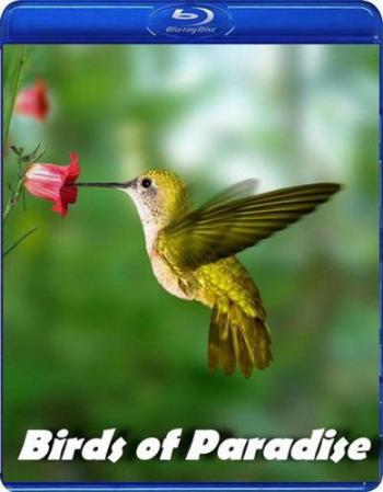 BBC: Живая Природа. Райские птицы / BBC: Natural World. Birds of Paradise VO