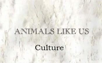 Животные похожи на нас: Культурная жизнь / Animals Like Us: Culture
