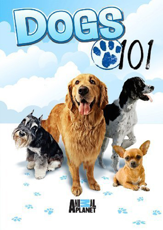 Введение в собаковедение (часть 21) / Dogs 101 (part 21) VO