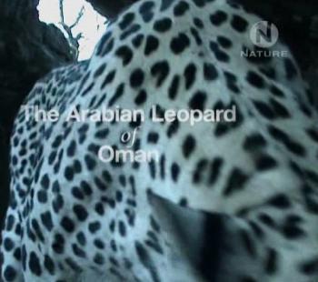    / The Arabian Leopard of Oman VO