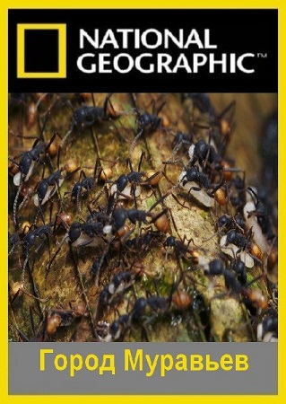 National Geographic: Город муравьёв /National Geographic: City of Ants VO