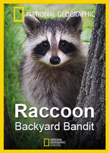National Geographic: Нашествие енотов / Raccoon. Backyard Bandit VO
