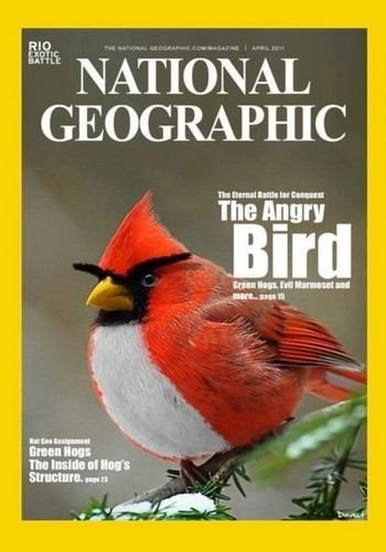 Реальные Злые птицы / Nat Geo Wild. Real Angry Birds VO