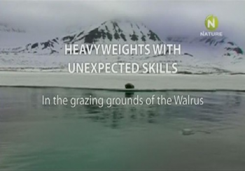 Моржи - непревзойденные тяжеловесы / Heavyweights with Unexpected Skills VO
