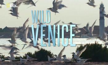 Дикая Венеция / NAT GEO WILD. Wild Venice DUB