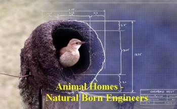 Дома животных - Прирожденные инженеры (1-3 серии из 3) / Animal Homes - Natural Born Engineers VO