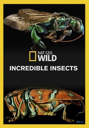 Удивительные насекомые / Incredible Insects DUB