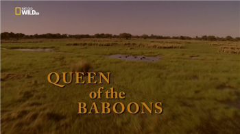 Королева бабуинов / Nat Geo Wild. Queen of the Baboons VO