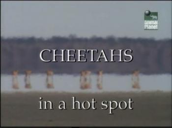Гепарды под раскаленным солнцем / Animal Planet. Cheetahs in a hot spot VO