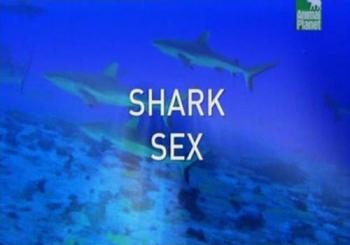 Брачное поведение акул / Shark Sex VO