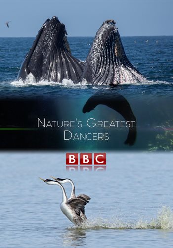 Танцы дикой природы (2 серии из 2) / Nature's Greatest Dancers VO