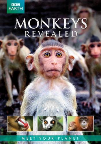Всё о мире обезьян (1-3 серии из 3) / BBC. Monkeys Revealed DUB
