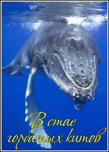 В стае горбатых китов / National Geographic. Humpbacks Giants of the Ocean VO