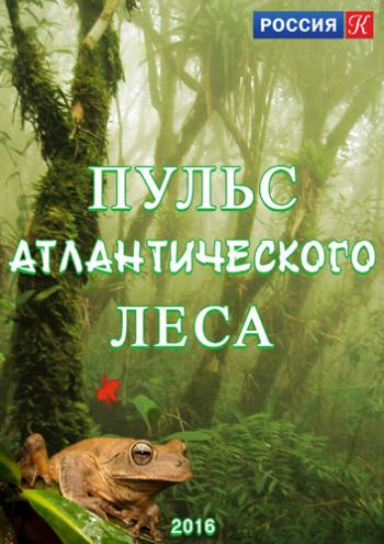 Пульс Атлантического леса / The pulse of the atlantic forest