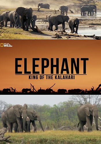Слон: Король Калахари / Elephant. King of the Kalahari VO