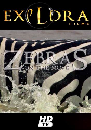 Великий поход зебр / Zebras on the Move