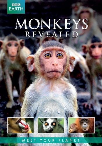 Всё о мире обезьян (1-3 серии из 3) / BBC. Monkeys Revealed VO