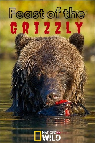 Пир гризли / NAT GEO WILD. Feast of the Grizzly DUB